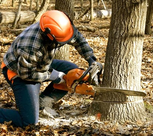 Tree Removal in Ocean Park, ME